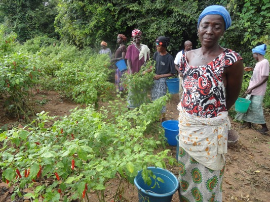 REALISATION DES PROJETS MARAÎCHERS POUR LA RELANCE DE CADRE DE VIE A TIASALE COTE D'IVOIRE