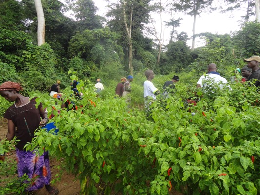 REALISATION DES PROJETS MARAÎCHERS POUR LA RELANCE DE CADRE DE VIE A TIASALE COTE D'IVOIRE