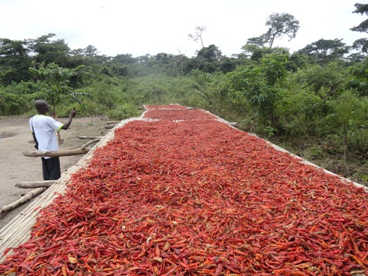 REALISATION DES PROJETS MARAÎCHERS POUR LA RELANCE DE CADRE DE VIE A TIASALE COTE D'IVOIRE